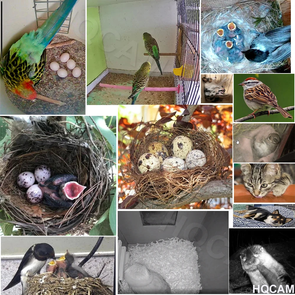 Bird Watching Camera Wireless Wild Wifi Bird Nest Green Box Kit 5M Wire Night Vision 5MP 2MP P2P Audio Mini IPC In the birdcage