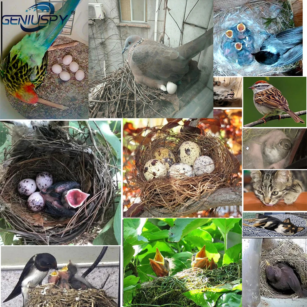 Camhi Green Wifi Bird Box Camera Kit RTMP Live Audio 1920P 1080P IR CUT Night Vision RTSP FTP Mini IP IPC Pet Nest Bird Watching