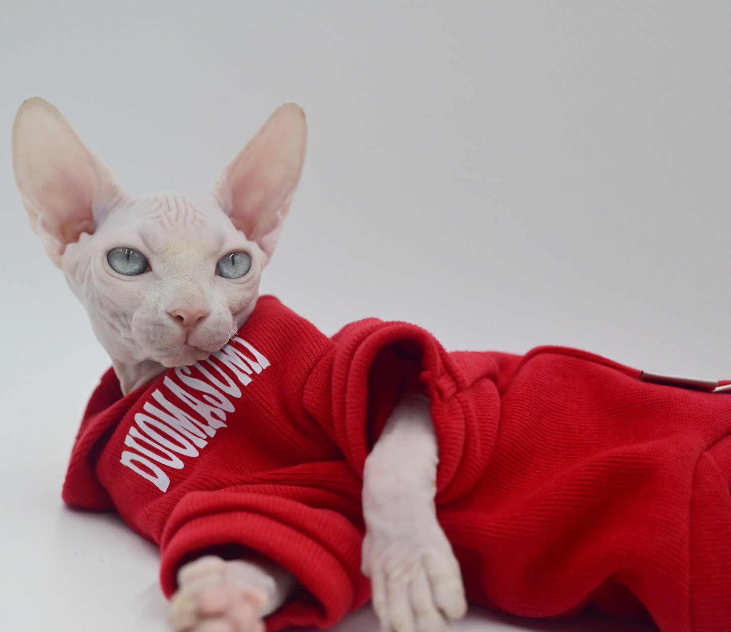 Stylish Hairless Cat Clothes Spring/Autumn Collection for Sphynx Cats，Devon Rex, Cornish and Small Cats